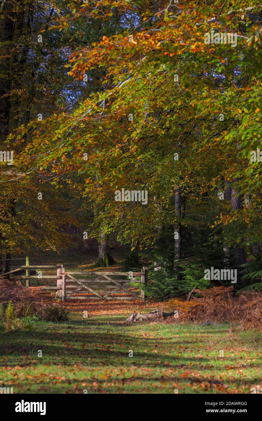 Percorso verso una porta di legno e fence illuminata dal sole durante l'autunno. New Forest Regno Unito Foto Stock