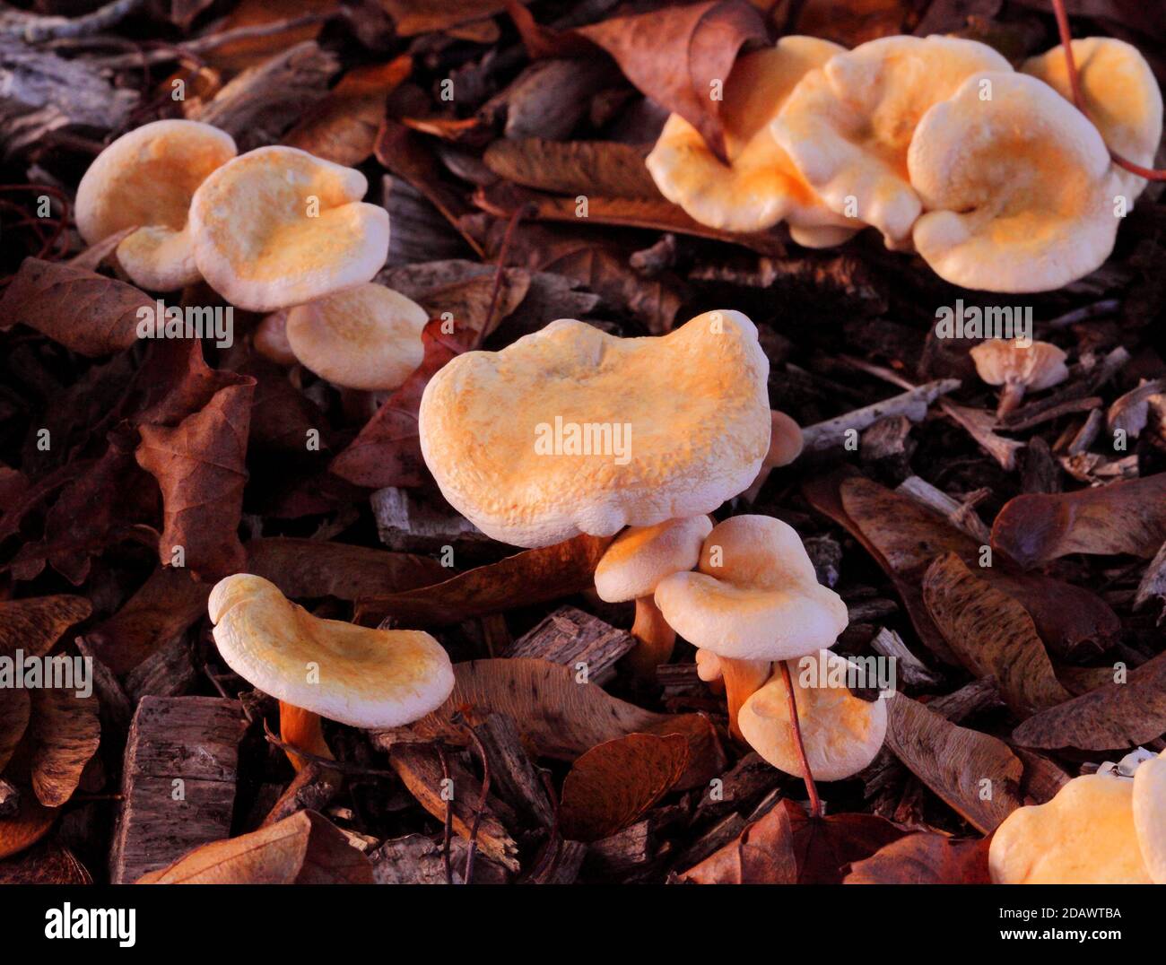 Pollo giovane dei boschi - Laetiporus sulfureus o Sulphur Polyporo - fungo commestibile, sgabello o fungo, UK Foto Stock