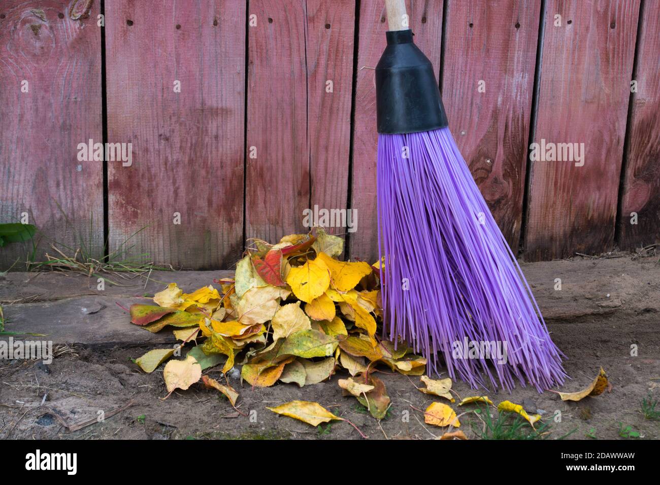 Una scopa rotonda con manico in legno di lunghezza viola spazzolare con un supporto in plastica nero accanto a. autunno giallo e rosso foglie morte di alberi da frutto Foto Stock