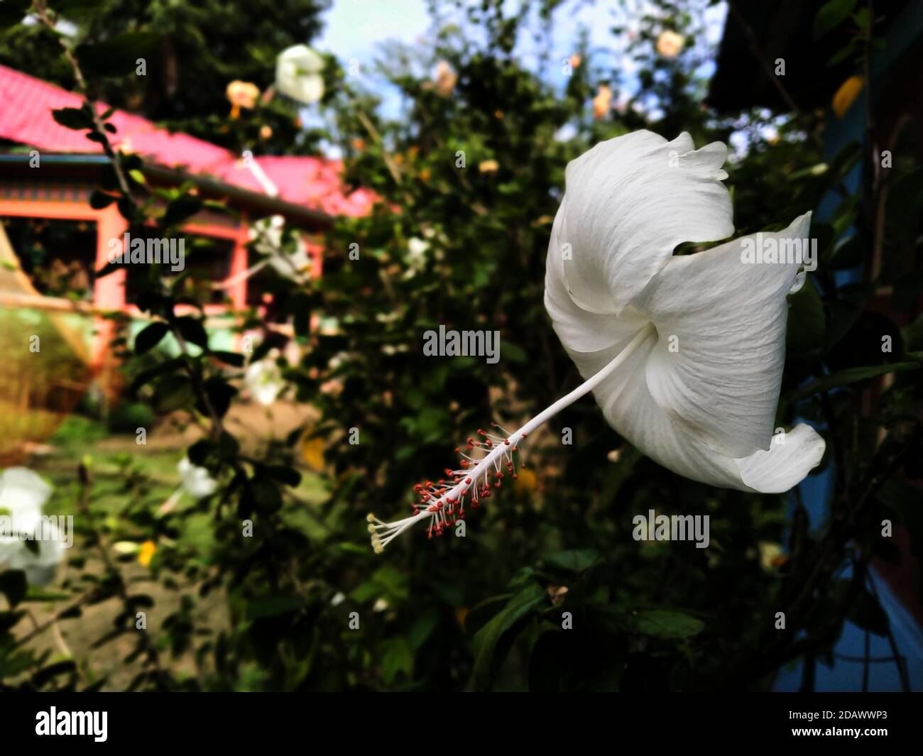 Fiore bianco di Hibiscus in una pianta. È un genere di piante da fiore della famiglia delle Malvaceae. Foto Stock