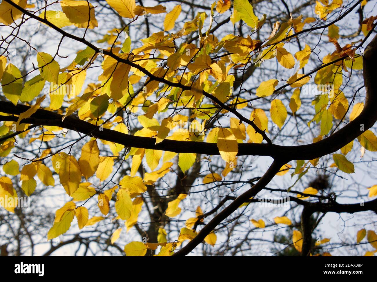 Foglie d'oro d'autunno del faggio comune Foto Stock