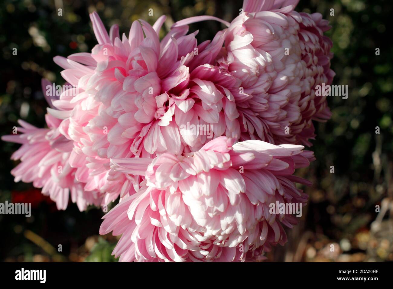Primo piano di crisantemo rosa di Allouise Foto Stock