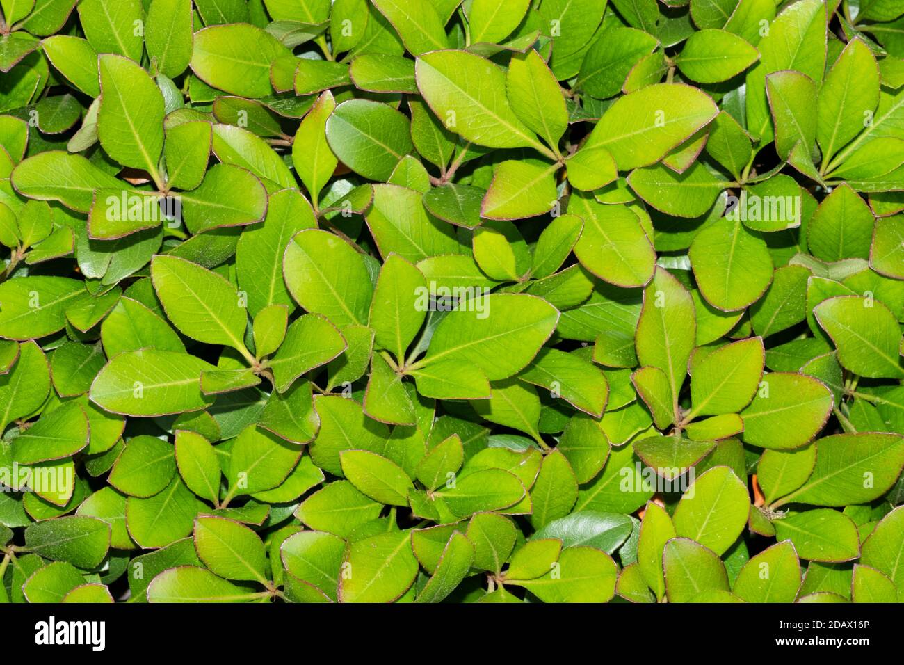 Arbusto biancospino indiano con foglie verde lussureggiante closeup fogliame. Arbusto giardino comune dalla Cina al Vietnam. Pianta ornamentale comune in molti commerci di Stati Uniti. Foto Stock