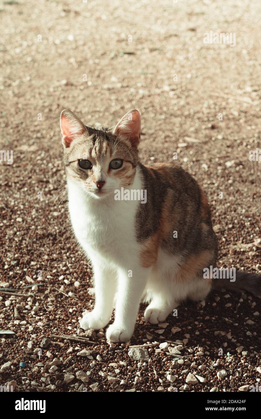 Carino gattino seduto a terra Foto Stock