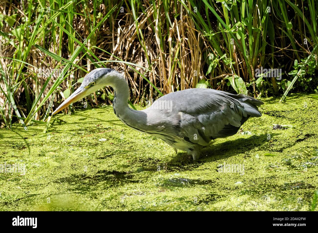 Gray Heron (Ardea cinerea) a caccia in un fiume Foto Stock