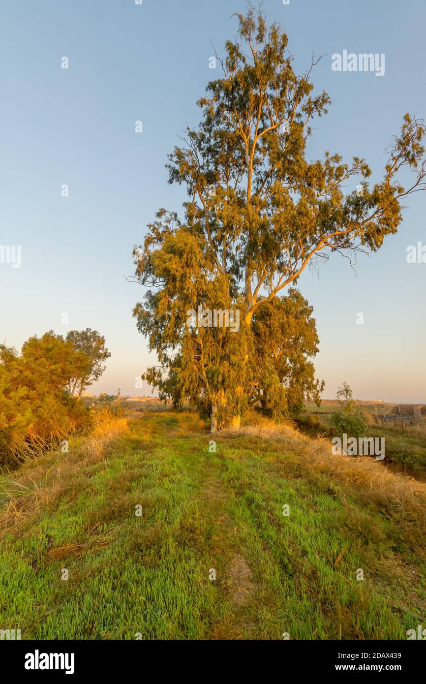 Vista all'alba su un albero di eucalipto, nella riserva naturale en Afek, Israele settentrionale Foto Stock