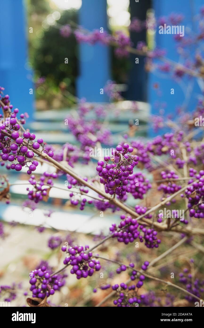 La Callicarpa bodinieri con frutti di bosco viola decorativi in grappoli stretti In autunno nei Paesi Bassi Foto Stock