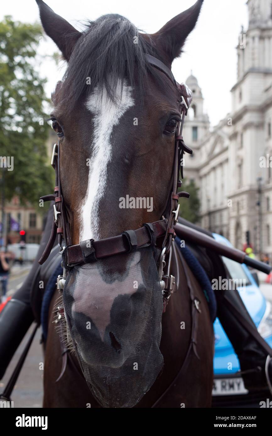 Testa frontale Ritratto di un cavallo di polizia Foto Stock