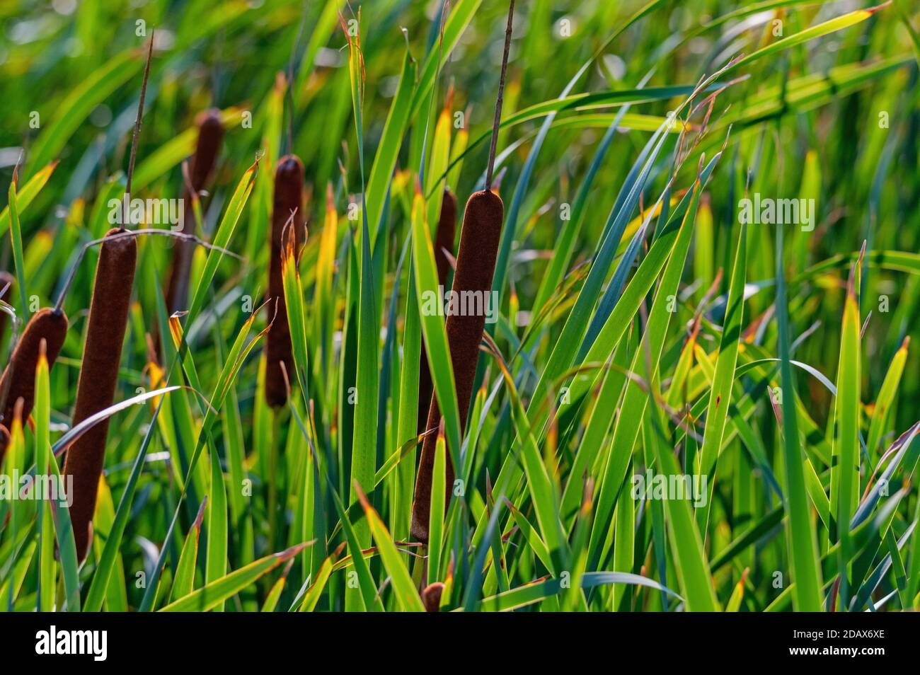 Primo piano di Typha angustifolia o stattail a foglie strette Foto Stock