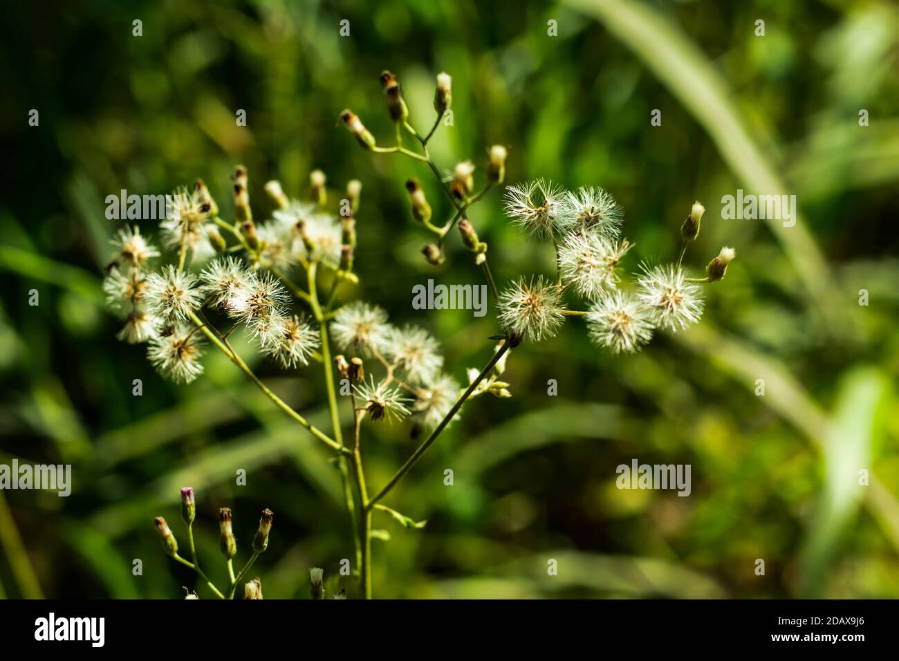 Un gruppo di lana minuscola e pelliccia bel fiore d'erba in strada Foto Stock
