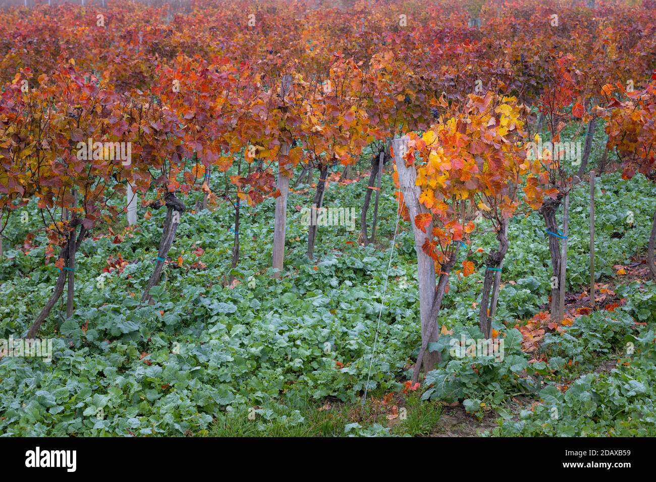 Foglie rosse, arancioni e gialle su file di vitigni durante l'autunno / caduta vicino a Langenlois, una città vinicola popolare tra i turisti, bassa Austria Foto Stock