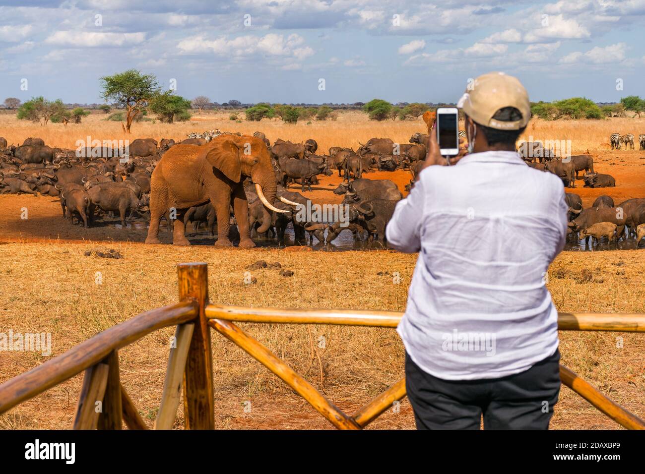 Un turista sulla piattaforma di osservazione che scatta una foto di un elefante di cespuglio africano (loxodonta africana) e bufalo di capo ad un buco di irrigazione, Ngutuni Lodge, Keny Foto Stock