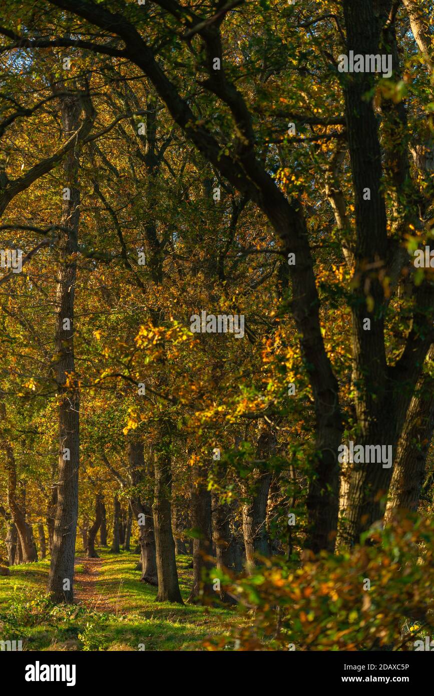 Muro di terra intorno alla storica Haithabu, Busdorf vicino a Schleswig, Haddeyer Noor, Regione Schlei, Schleswig-Holstein, Germania del Nord, Europa Foto Stock