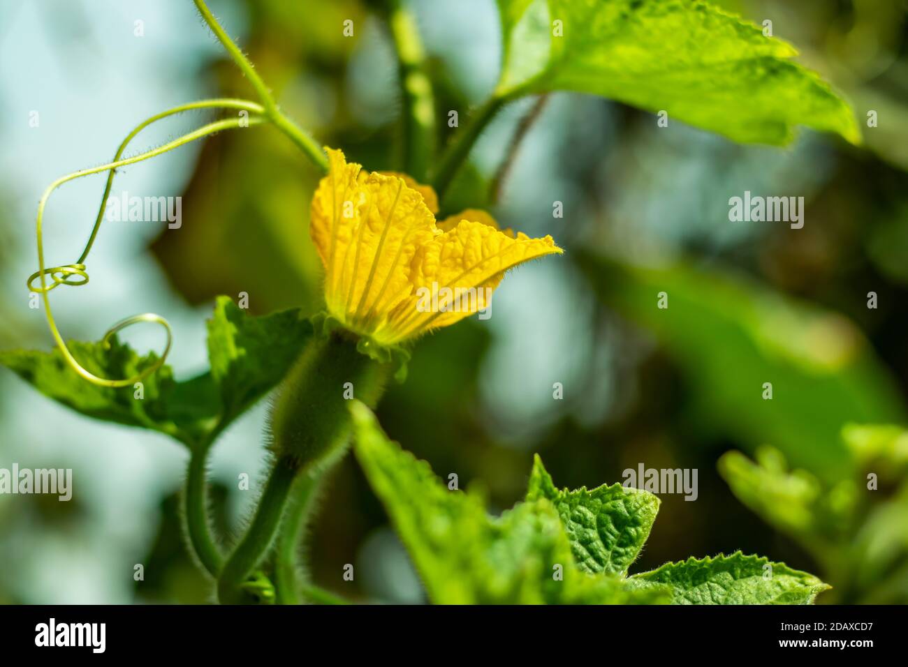 Fiore di zucca di cenere gialla e verdure verdi o melone invernale o zucca di sego Foto Stock