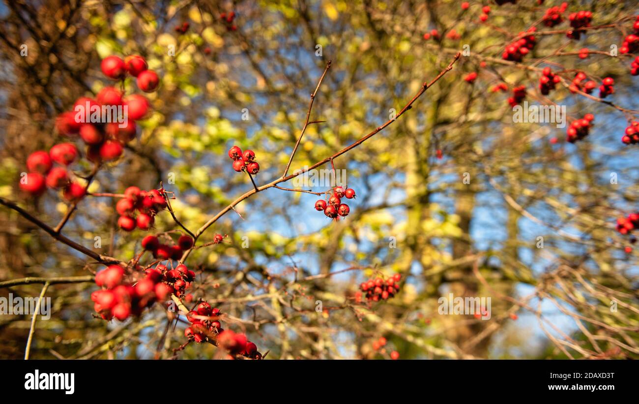 Bacche rosse di biancospino conosciute anche come Crataegus in un soleggiato giorno invernale Foto Stock