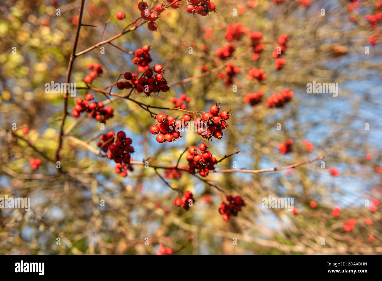 Bacche rosse di biancospino conosciute anche come Crataegus in un soleggiato giorno invernale Foto Stock