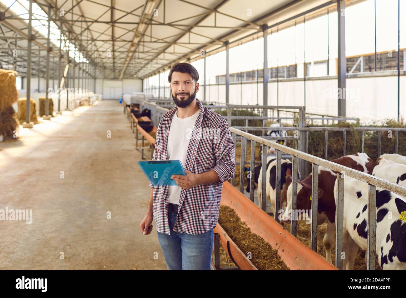 Responsabile del bestiame o proprietario dell'azienda agricola con gli appunti in piedi a mano in fienile con vitelli Foto Stock