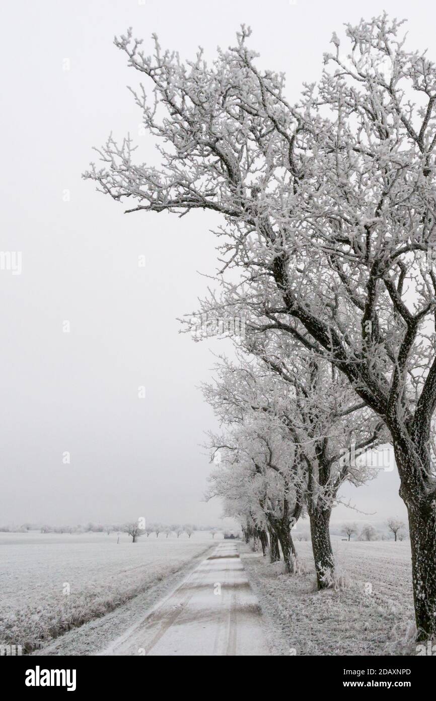 Alberi di Forzen al lato della strada con paesaggio invernale Foto Stock