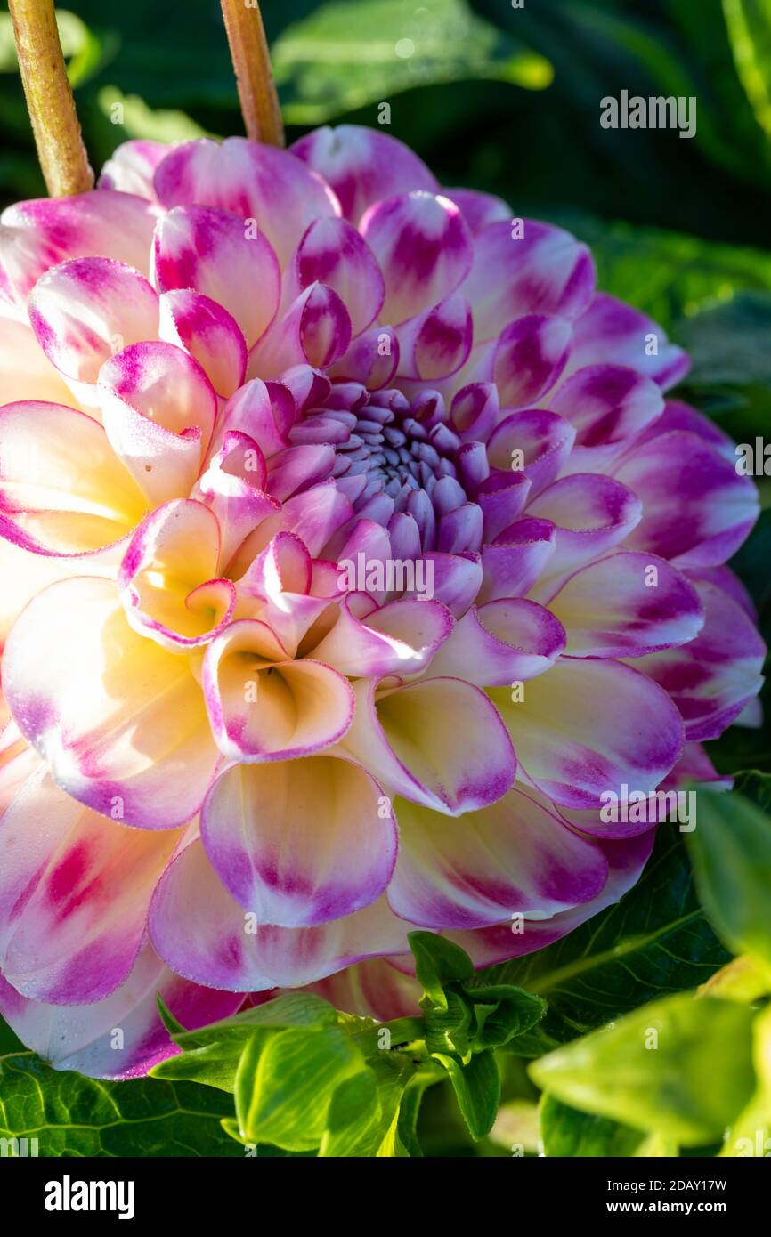 Dahlia "Hawaii" Foto Stock