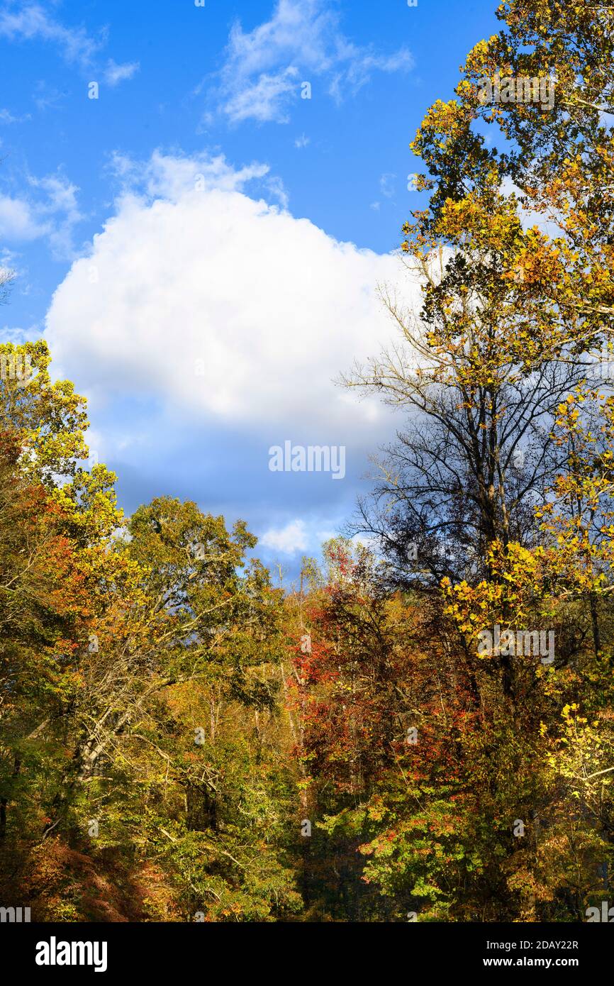 Le nuvole del cielo blu e gli alberi autunnali, il Great Smoky Mountains National Park, North Carolina Foto Stock