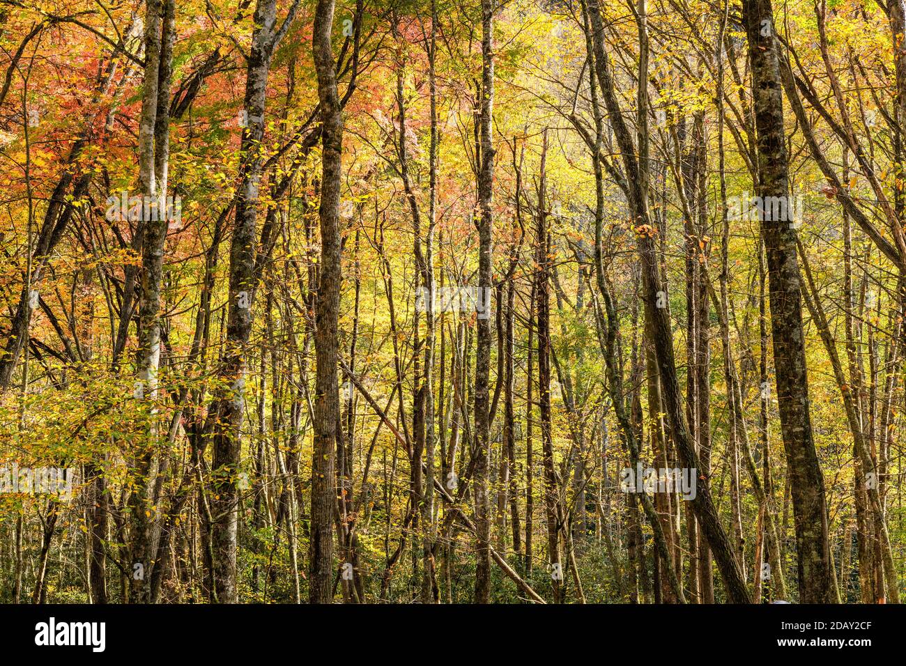 Alberi autunnali a Cataloochee, Great Smoky Mountains National Park, North Carolina Foto Stock