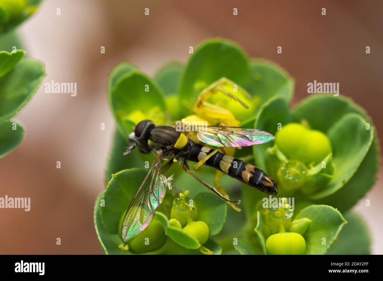 Primo piano di un esemplare di Scripta di Sphaerophoria che è stato cacciato da un ragno quando si avvicina ad una pianta fiorente Foto Stock