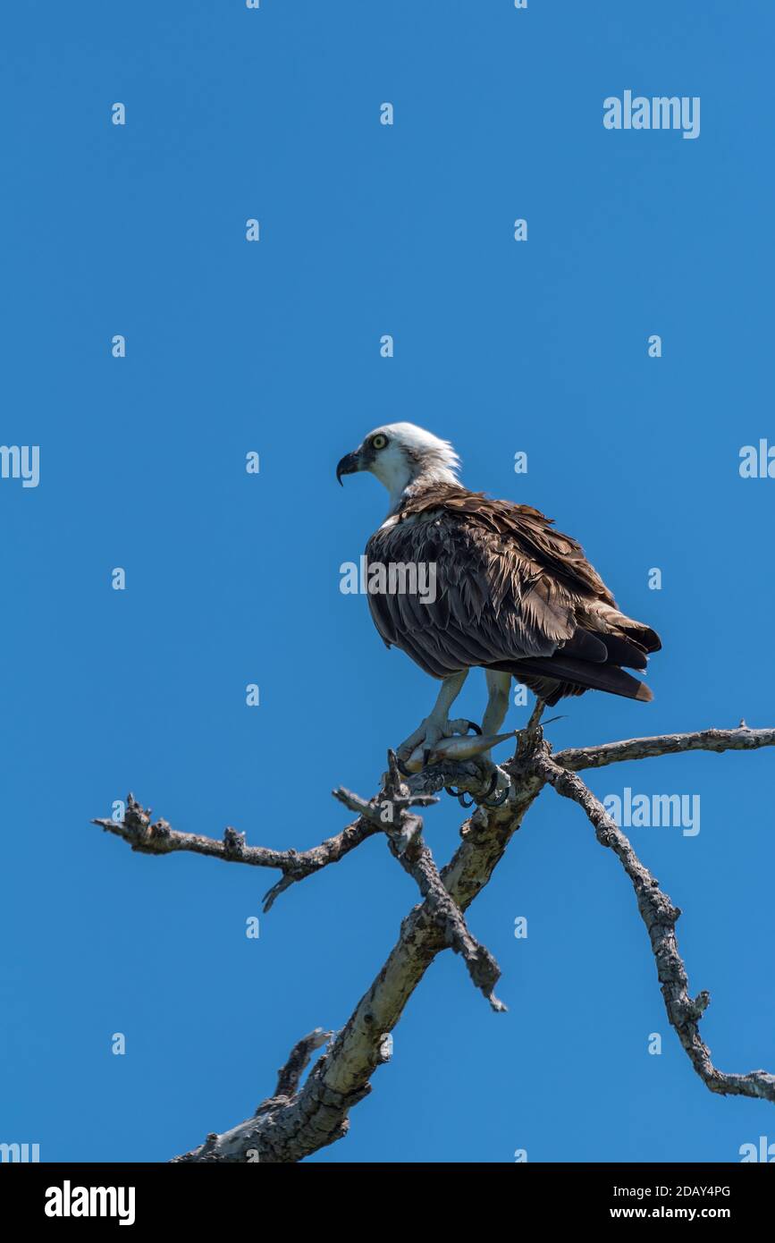 Seduto falco con un pesce nelle sue artigli, Messico Foto Stock