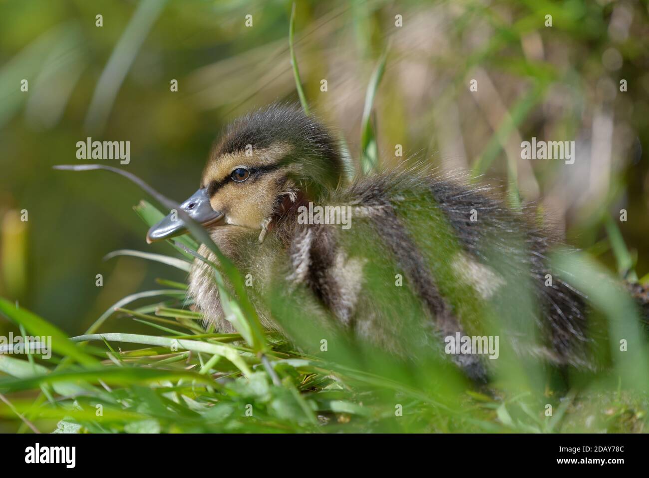 Giovane anatra di mallard con la testa fresca ferita seduta sull'erba in tarda primavera luce del giorno a Espoo, Finlandia Foto Stock