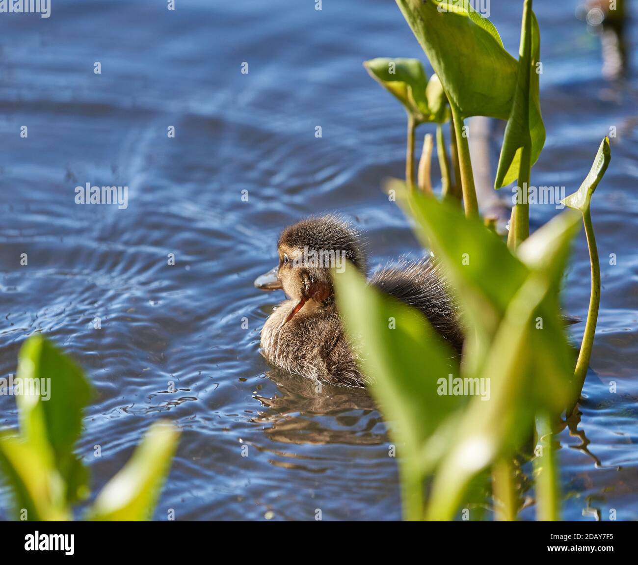 Giovane anatra di mallard con ferita fresca della testa che nuota su un lakeon alla tarda primavera del giorno a Espoo, Finlandia Foto Stock