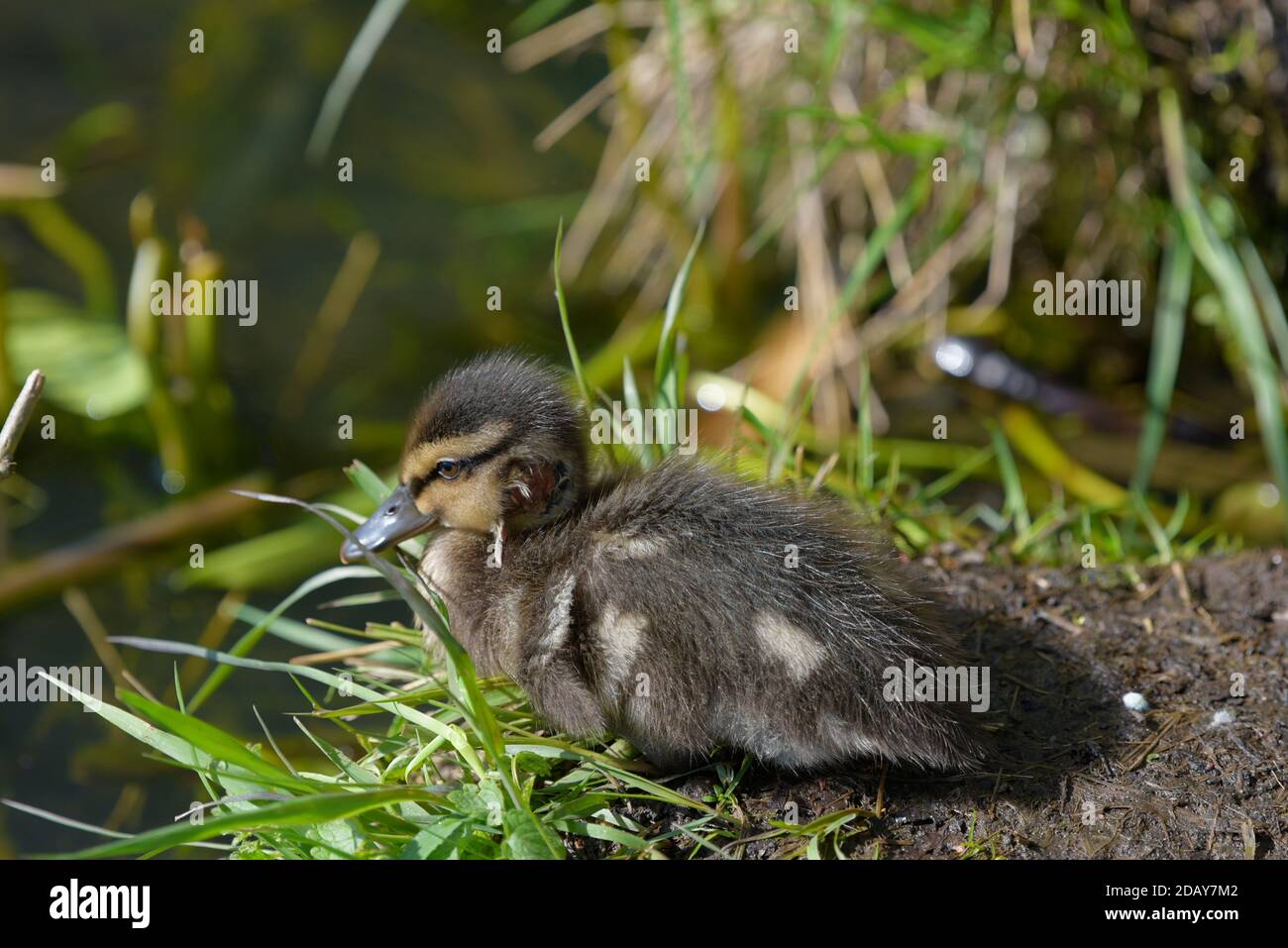 Giovane anatra di mallard con la testa fresca ferita seduta sull'erba in tarda primavera luce del giorno a Espoo, Finlandia Foto Stock