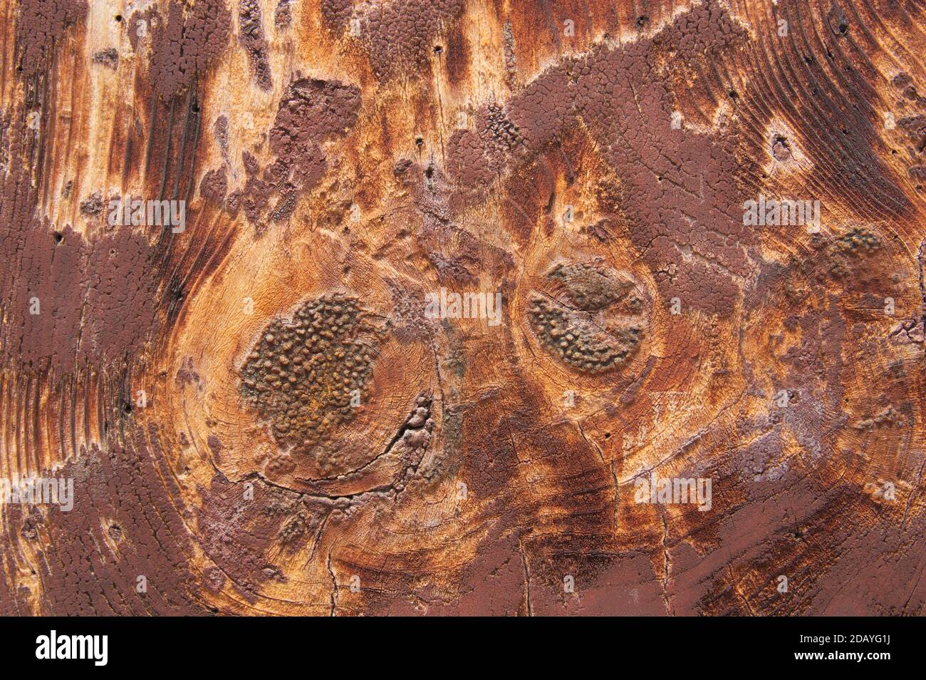 Primo piano di una superficie di legno invecchiata con l'aspetto di ferro arrugginito a causa del tempo e della climatologia Foto Stock