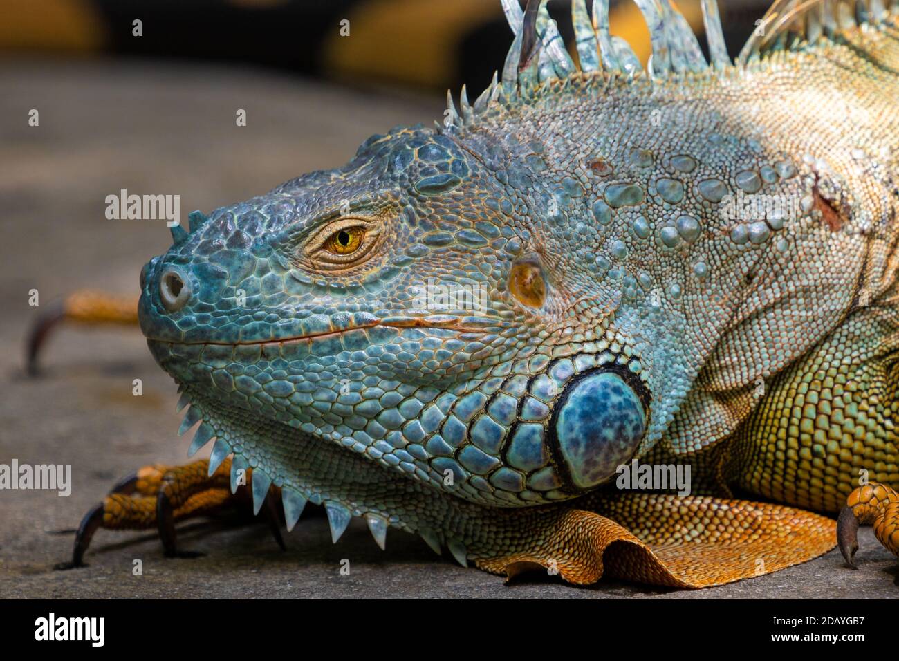 Grande iguana verde maschile - Iguana iguana o iguana americana o iguana verde comune è una specie arborea, per lo più erbivori di lucertola Foto Stock