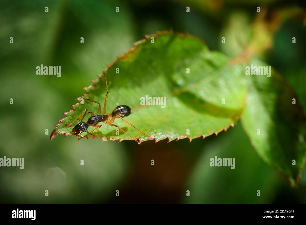 Closeup di un'anta di zucchero su una foglia di rosa. La formica sembra raccogliere la rugiada escreta dagli afidi su un germoglio di rosa sopra la posizione delle formiche. Foto Stock