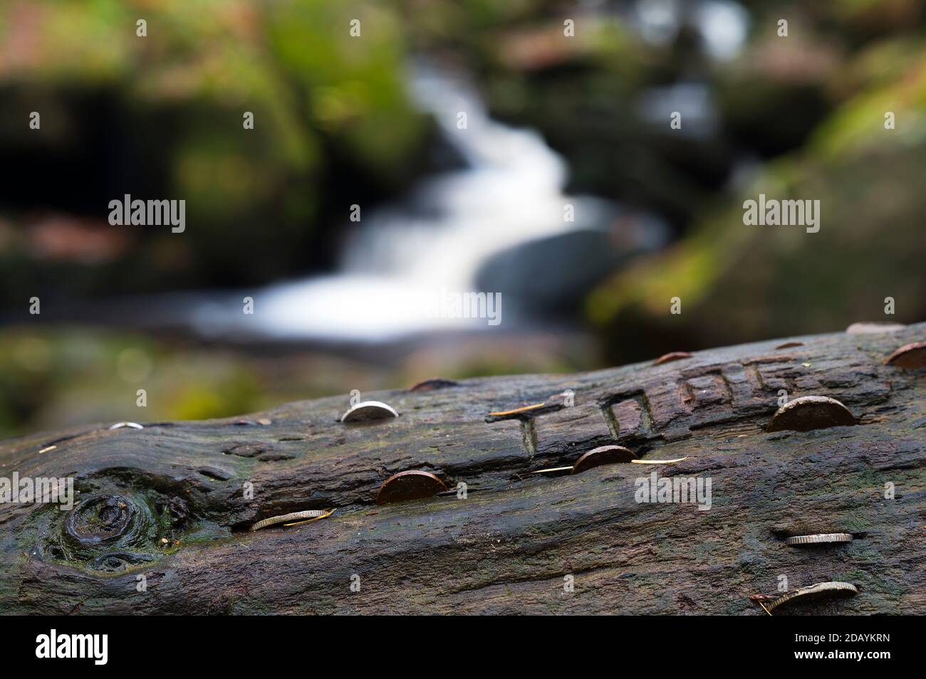 L'albero dei desideri a Padley Gorge nel Peak District. La gente ha martellato le monete nel grano del legno per un buon desiderio di fortuna. Foto Stock