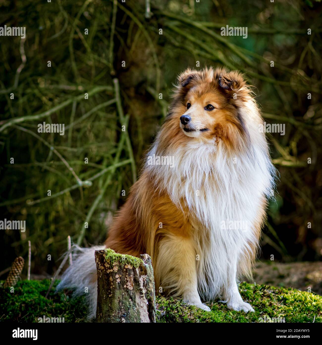 Sheltie sta aspettando ai margini della foresta Foto Stock
