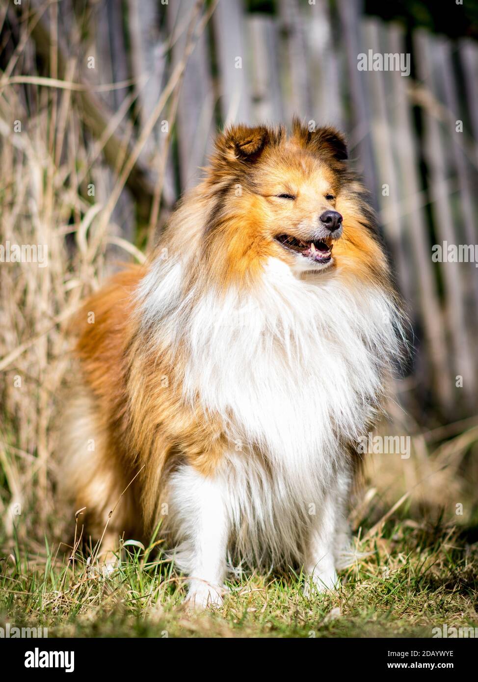 Sheltie nella foresta in una giornata di sole Foto Stock