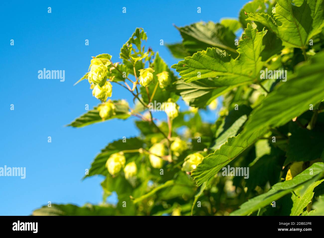 Fiori che crescono su una vite di luppolo (Humulus lupulus) Foto Stock