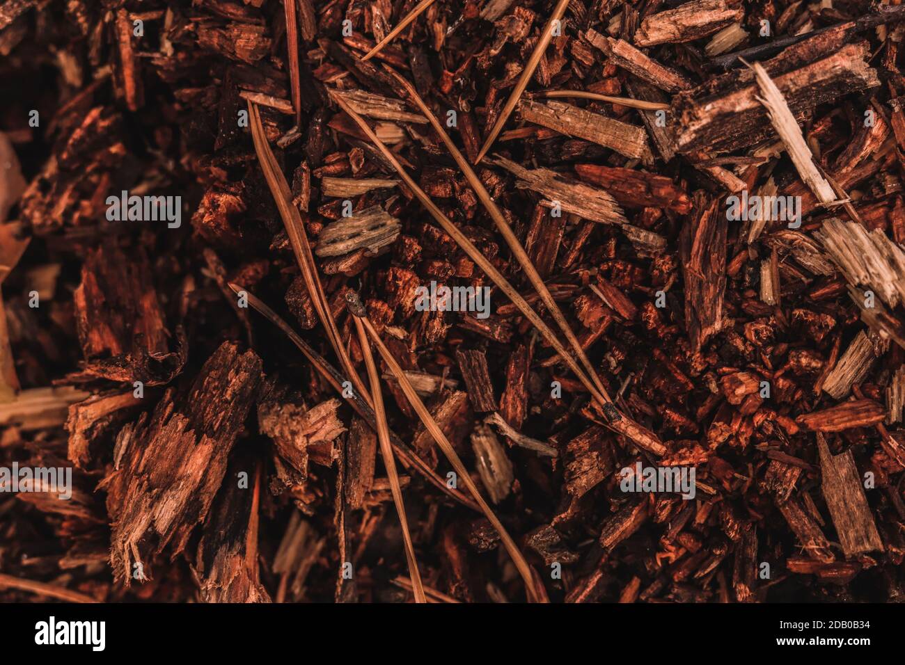 Sfondo della foresta di piccoli pezzi marroni di legno marcio e aghi di pino che coprono il terreno. Foto Stock