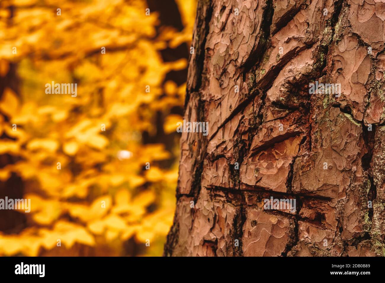 Corteccia dell'albero graffiata con coltello nella foresta d'autunno. Foto Stock