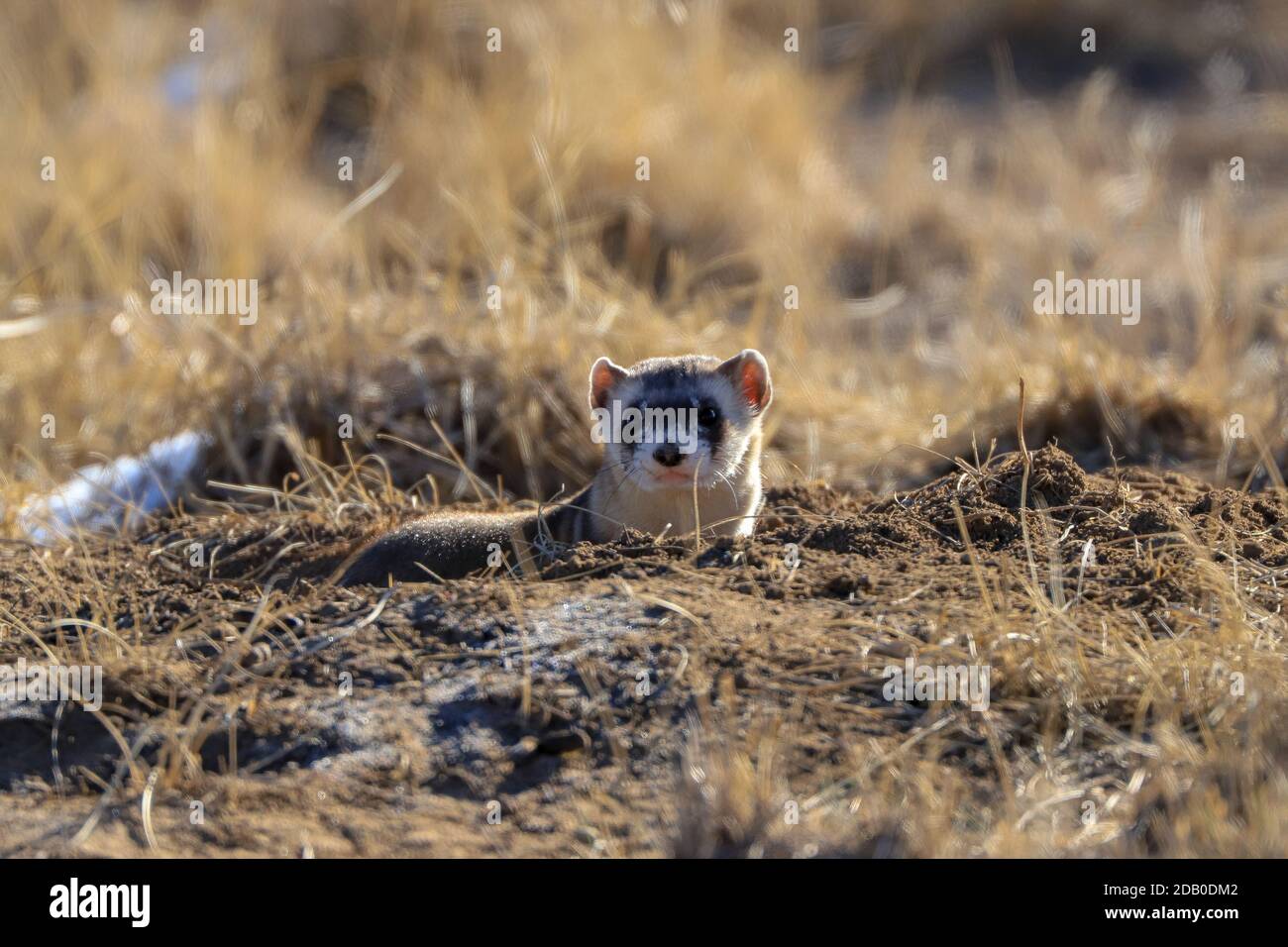 Raro furetto a piedi neri fuori da un covo di cane prateria di giorno in un prato erboso Foto Stock