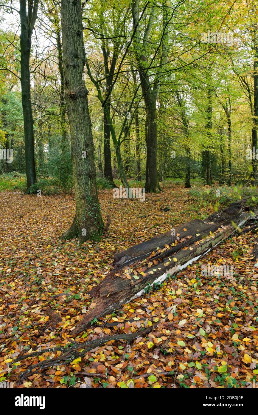 Un albero sgusciato dal vento adagiato su un tappeto di foglie autunnali in un bosco vicino a Monmouth, Galles del Sud. Foto Stock