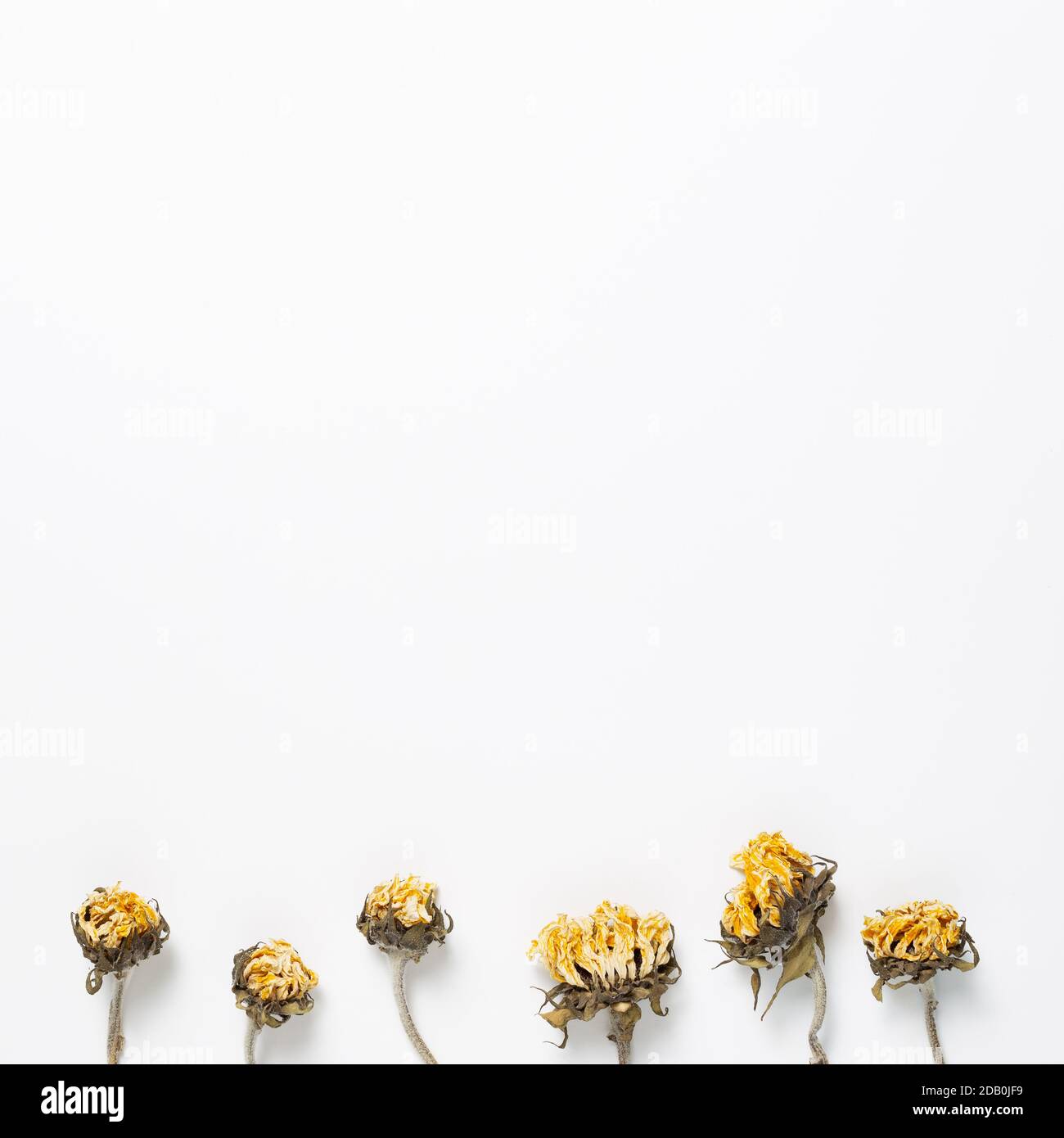 Girasoli gialli asciutti su sfondo bianco. Disposizione piatta, vista dall'alto, spazio per la copia Foto Stock