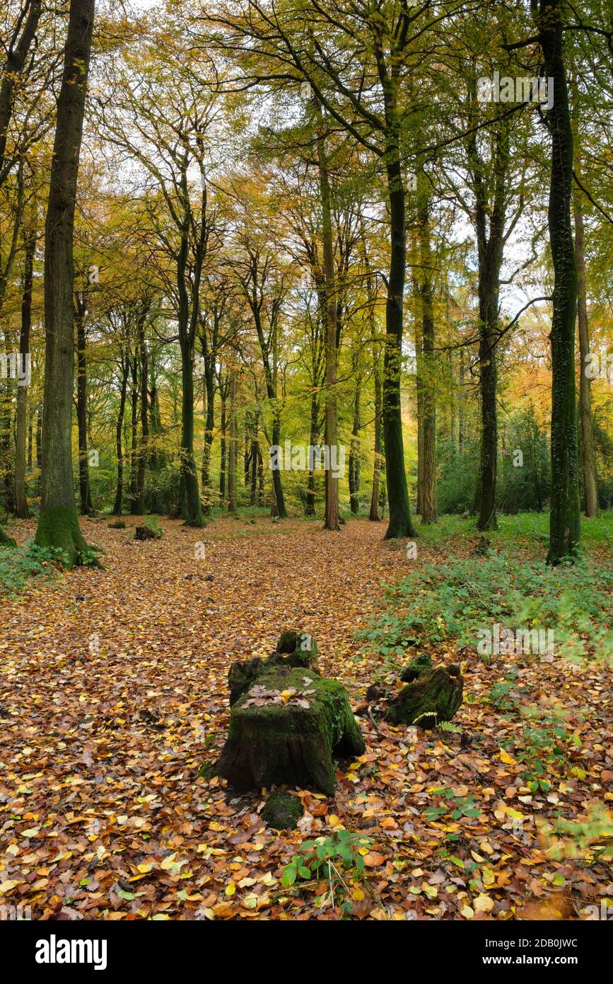 Un tappeto di foglie autunnali nel bosco vicino a Monmouth, Galles del Sud. Foto Stock