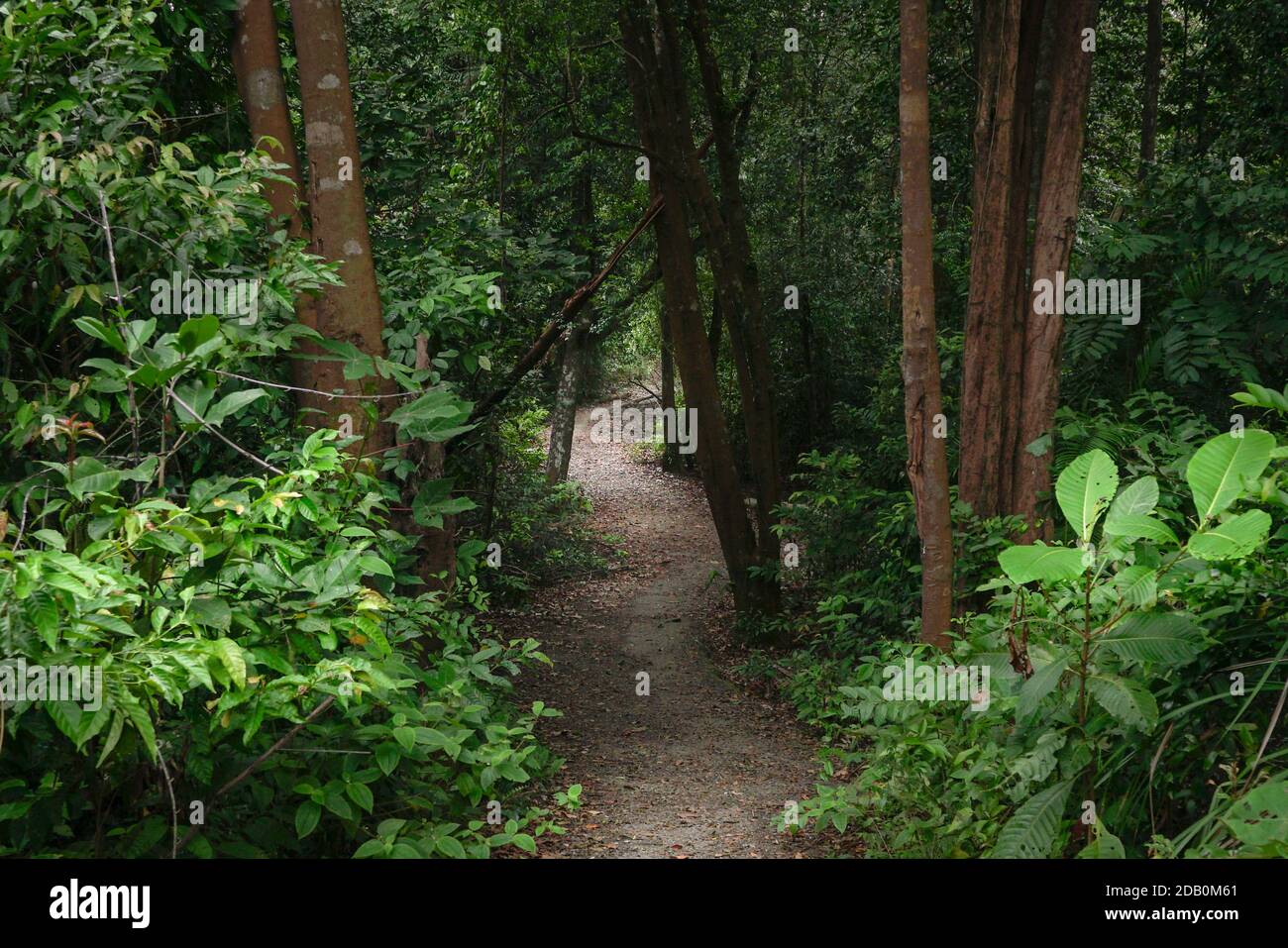 Sentiero escursionistico all'interno di una bella lussureggiante foresta tropicale in Sud-est asiatico Foto Stock