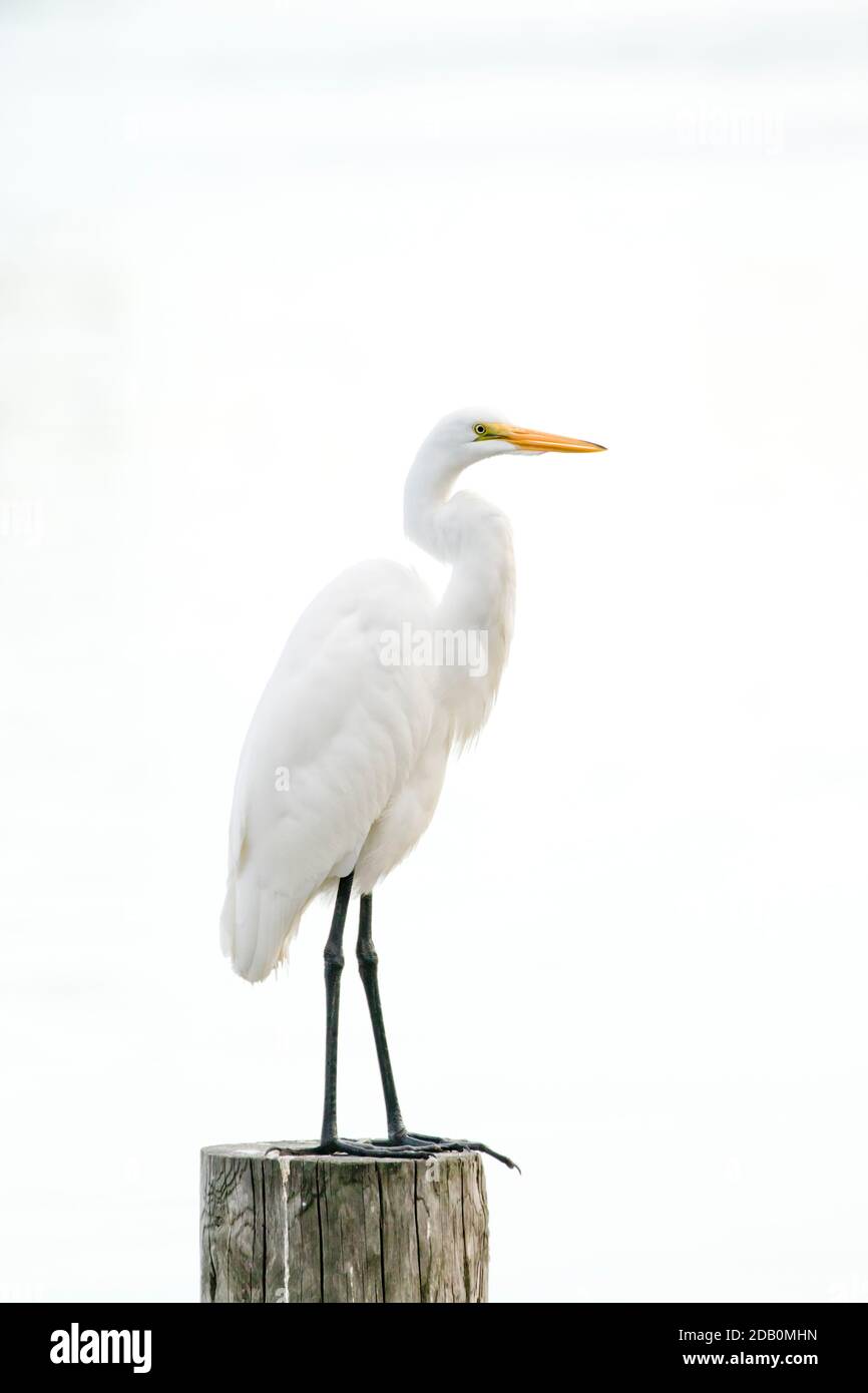 Great Egret (Ardea alba) appollaiato su un palafitte, Long Island, New York Foto Stock