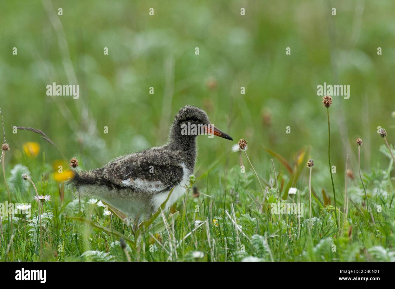 Oystercatcher (Haematopus ostralegus), chicj che cammina attraverso macair, Uist del sud, isole occidentali, Scozia Foto Stock