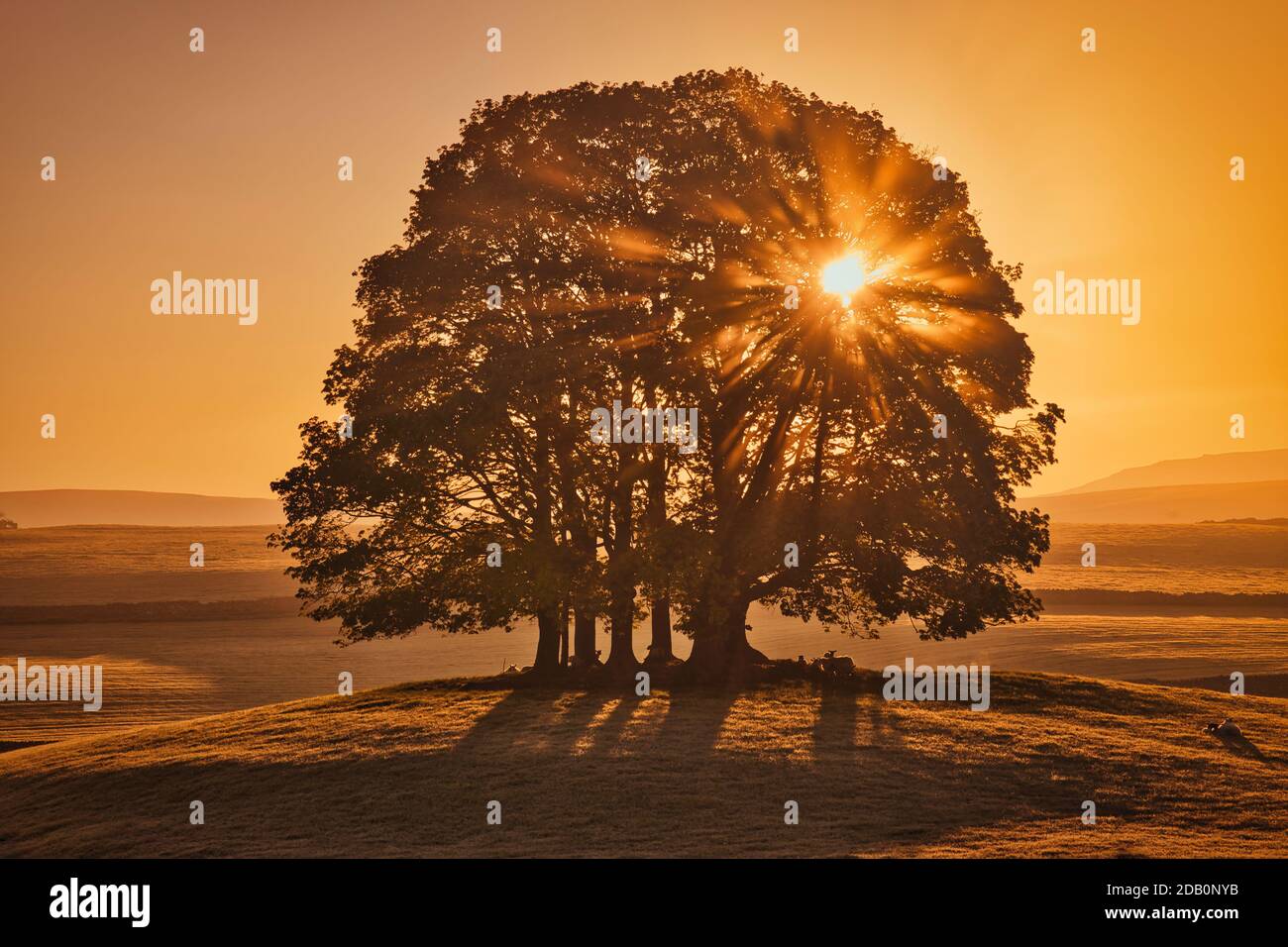 Sole che splende attraverso un piccolo cumulo di alberi su un piccolo tumulo con pecora al mattino Foto Stock