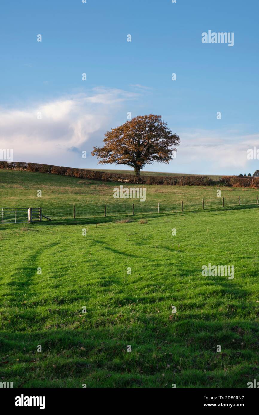 Quercia albero che cresce in un hedgerow vicino Monmouth nel Galles del Sud. Foto Stock