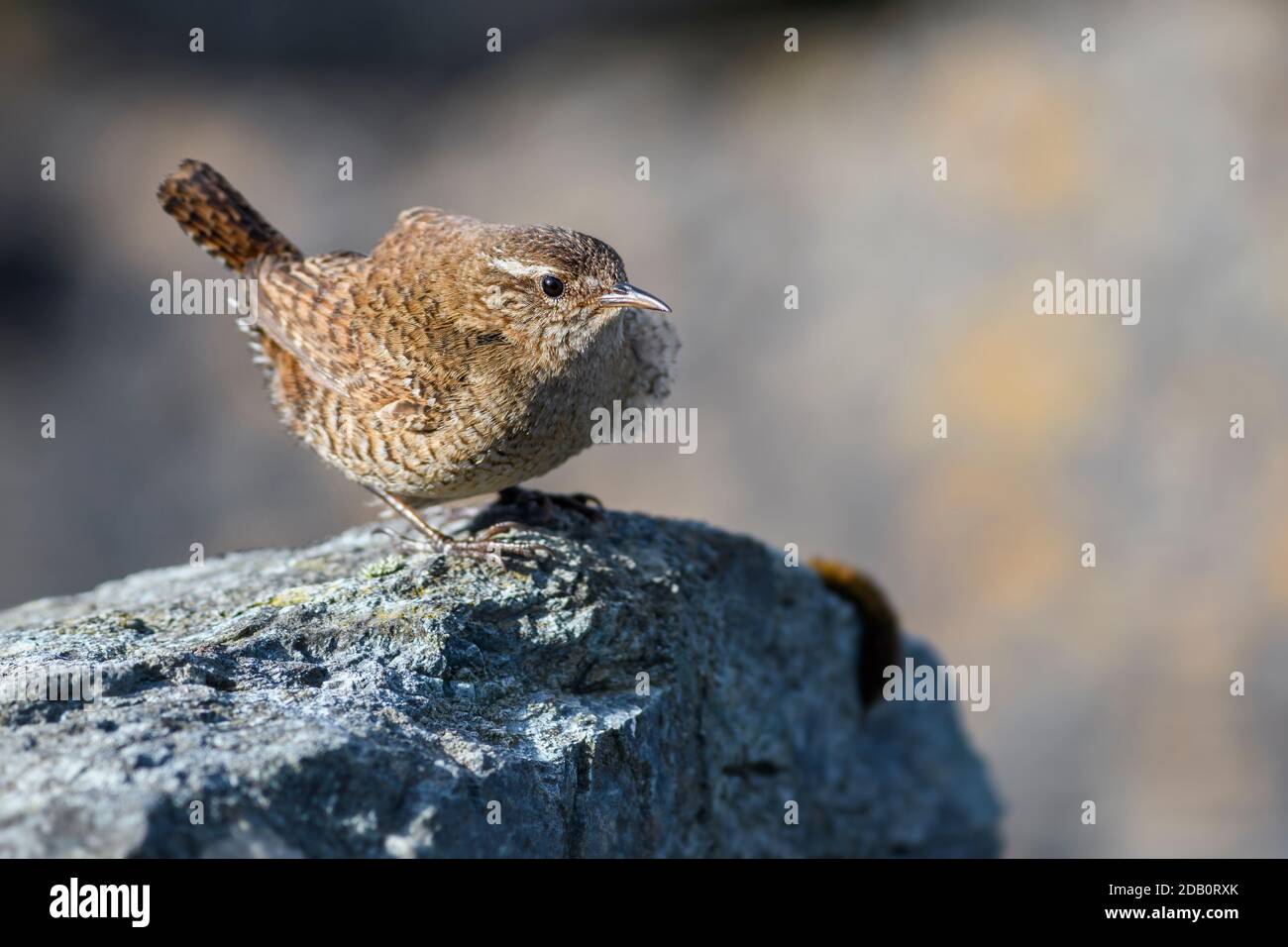 Eurasian scricciolo - Troglodytes troglodytes, piccolo marrone si appollaia uccello dalla Comunità di prati e pascoli, Shetland, Regno Unito. Foto Stock