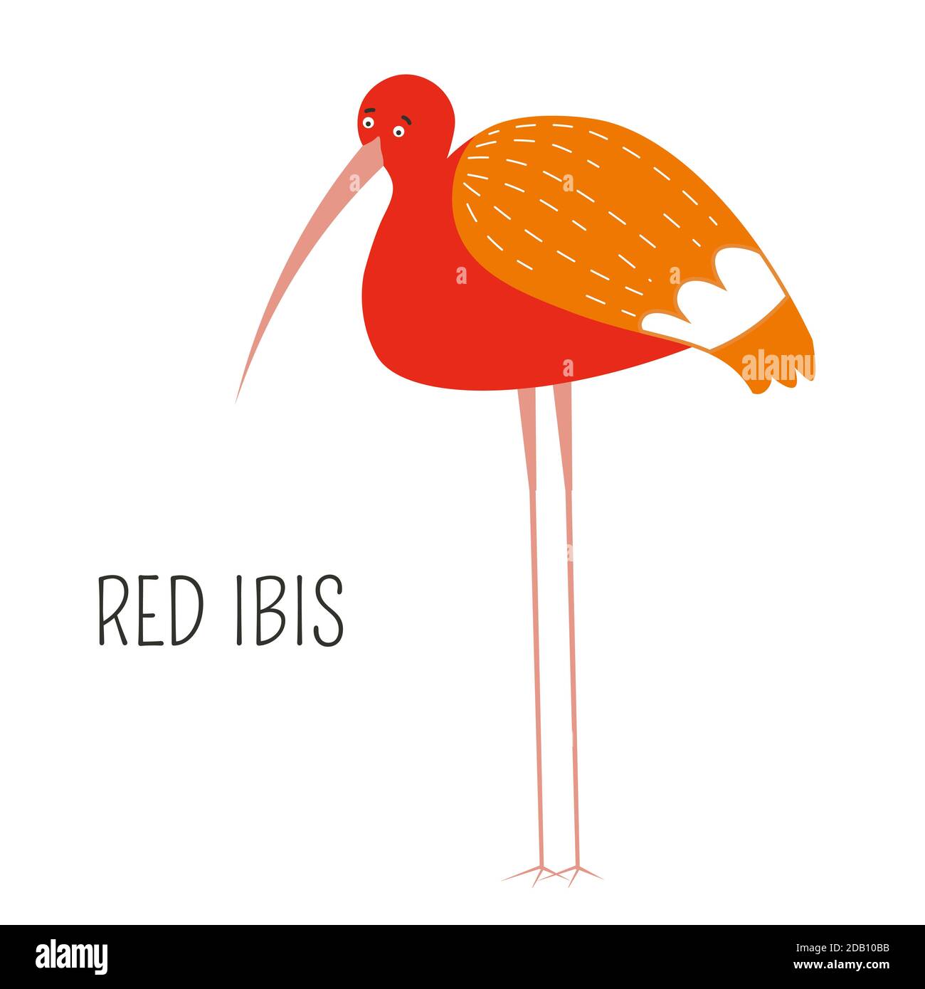 Rosso Ibis eudocimus ruber tipo shorebird, uccello scarlatto Illustrazione Vettoriale